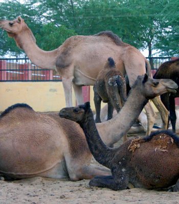 Bikaner Camel Farm on an India Tour