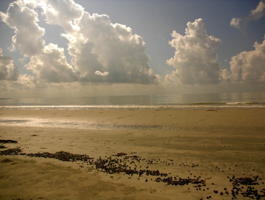 Mudflat in Sundarbans on an India Tour