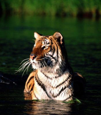 Tiger in Sunderbans on an Indian Tour