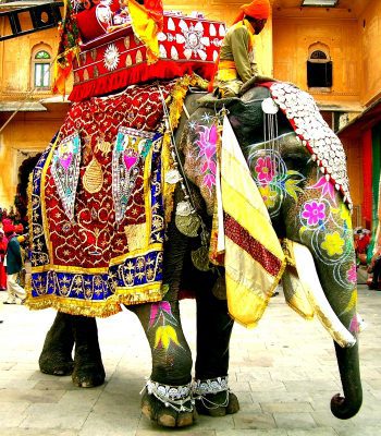 Jaipur Elephant on a Golden Triangle India Tour