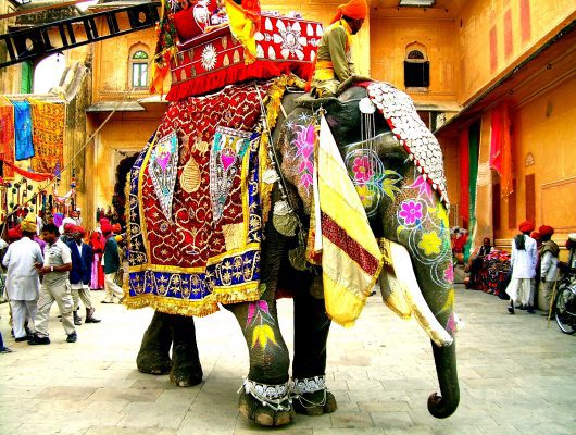 Jaipur Elephant on a Golden Triangle India Tour