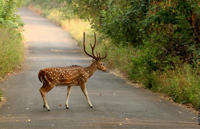 India Tour - Mumbai - Sanjay Gandhi National Park - Deer