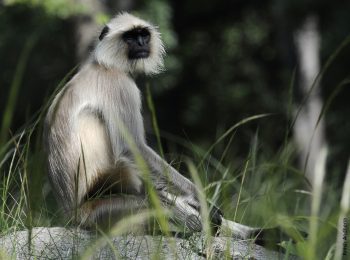 India Tour - Mumbai - Sanjay Gandhi National Park - Langur