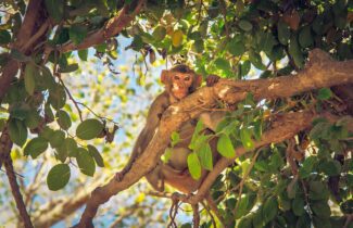 India Tour - Veermata Kijabai Bhosale Zoo - Monkey