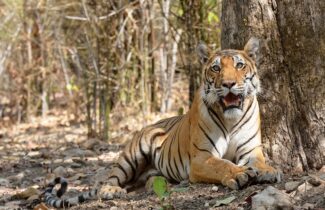 India Tour - Veermata Kijabai Bhosale Zoo - Tiger