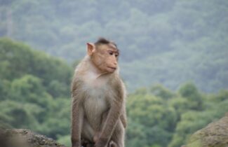 India Tour Mumbai Canheri Caves Monkey