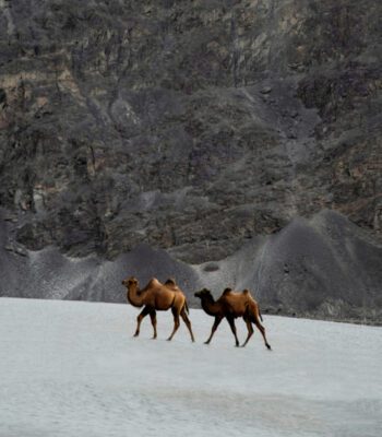 India Tour | Leh Ladakh | Humped Camels
